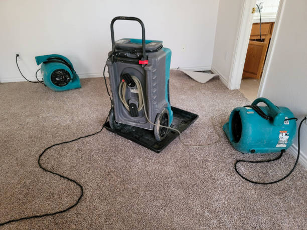 Best Mold removal after water damage  in Canyon, TX